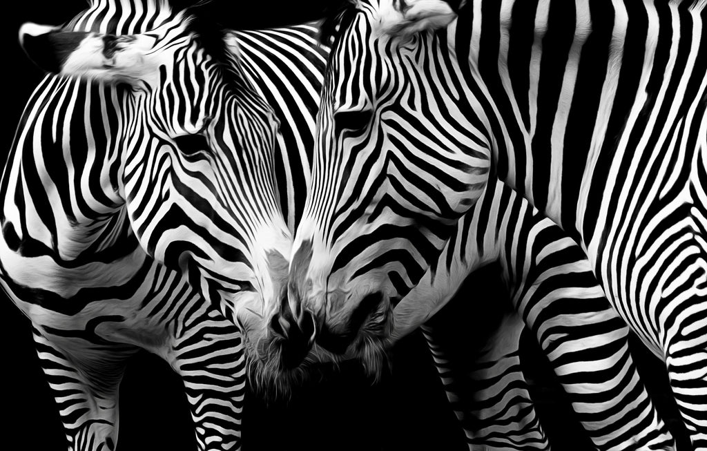Pine Stretched  Framed 1 Panel - Zebras in love