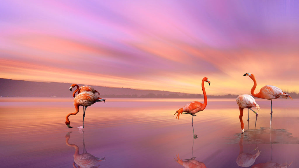 Pine Stretched  Framed 1 Panel - Flamingos