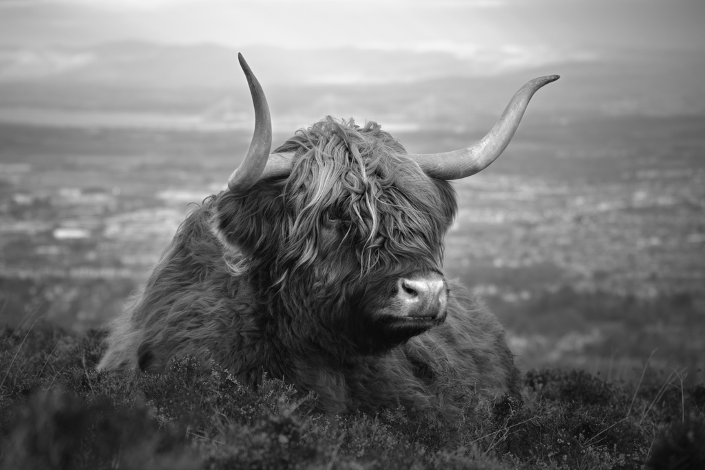 Framed 1 Panel - Highland Cow