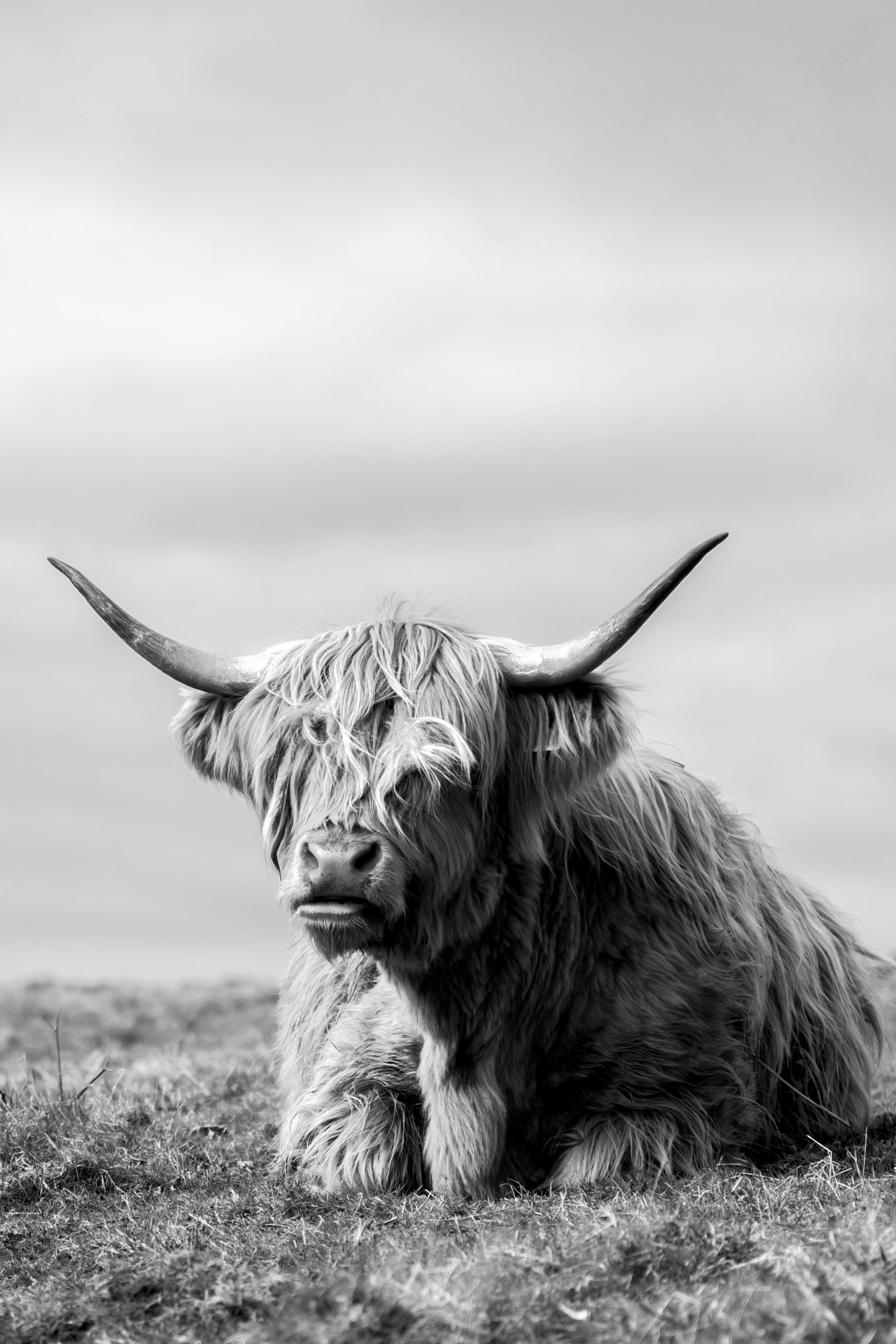 Modern Animal Canvas Wall Art Print Poster | Home Decor | Stretched 1 Panel - Highland Cow
