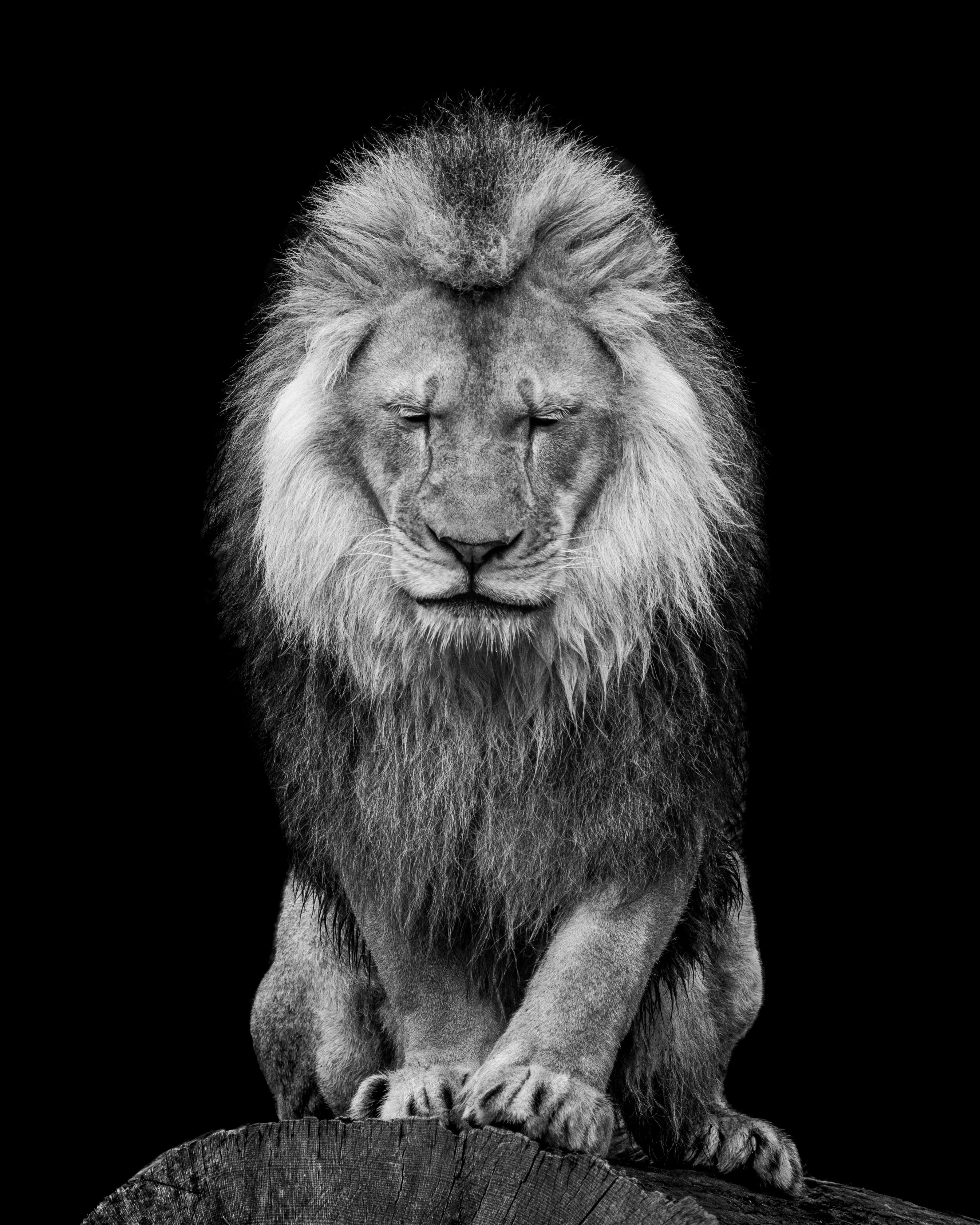 Framed 1 Panel - Lion