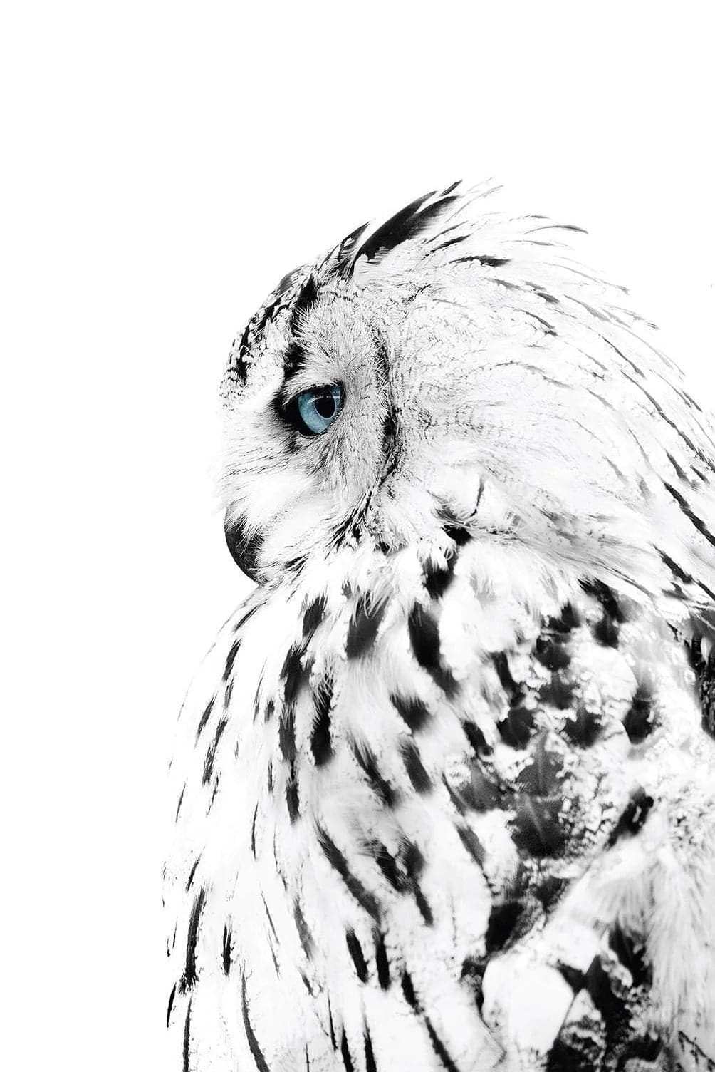 Pine Stretched  Framed 1 Panel - Owl