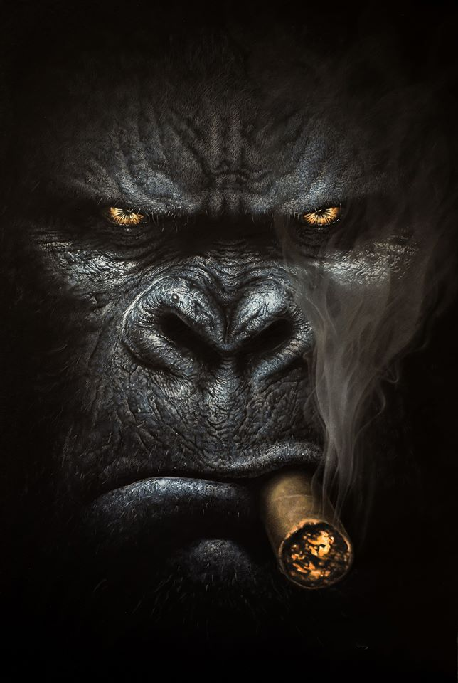 Pine Stretched  Framed 1 Panel - Smoking Gorilla