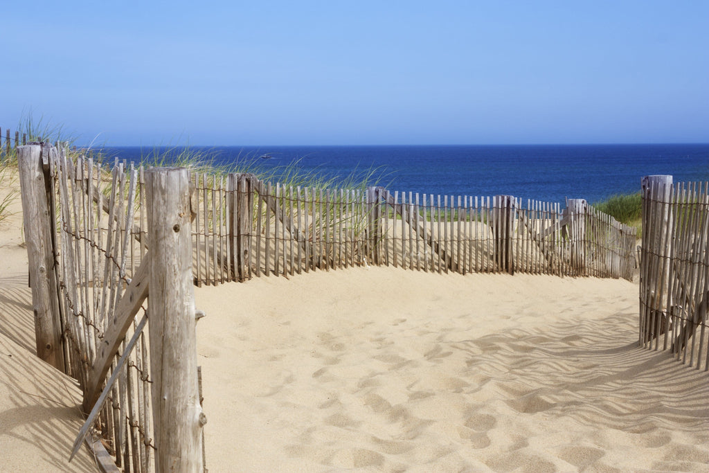 Pine Stretched  Framed 1 Panel - Race Point, Provincetown, MA