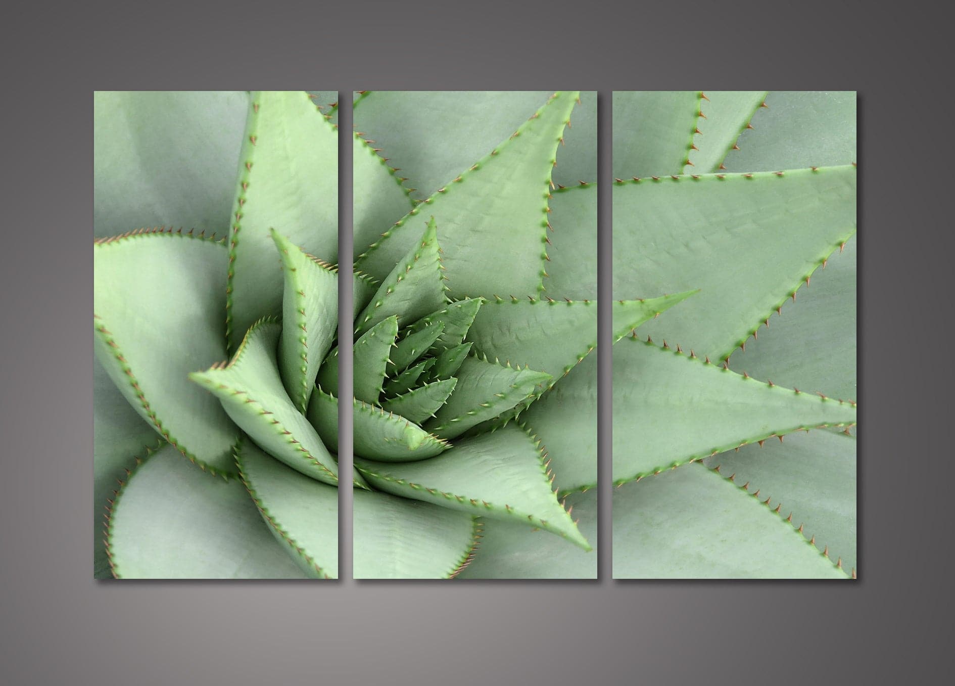 Pine Stretched  Framed 3 Panels  - Succulents