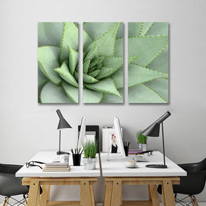Pine Stretched  Framed 3 Panels  - Succulents