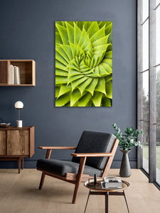Framed 1 Panel - Succulents