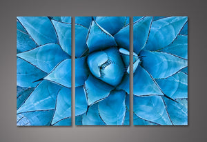 Pine Stretched  Framed 3 Panels  - Blue Agave Plant