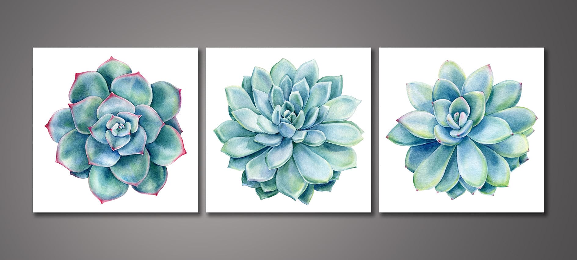 Pine Stretched  Framed 3 Panels - Succulents