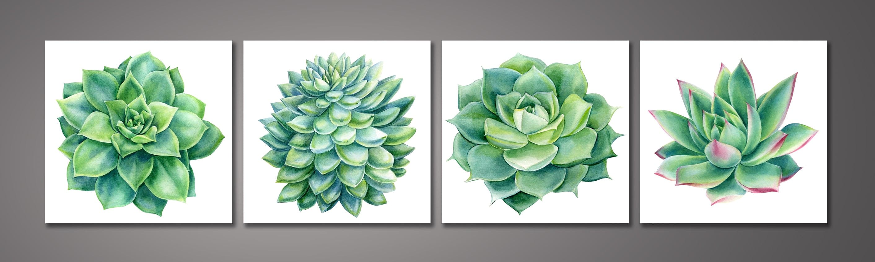 Pine Stretched  Framed 4 Panels - Succulents