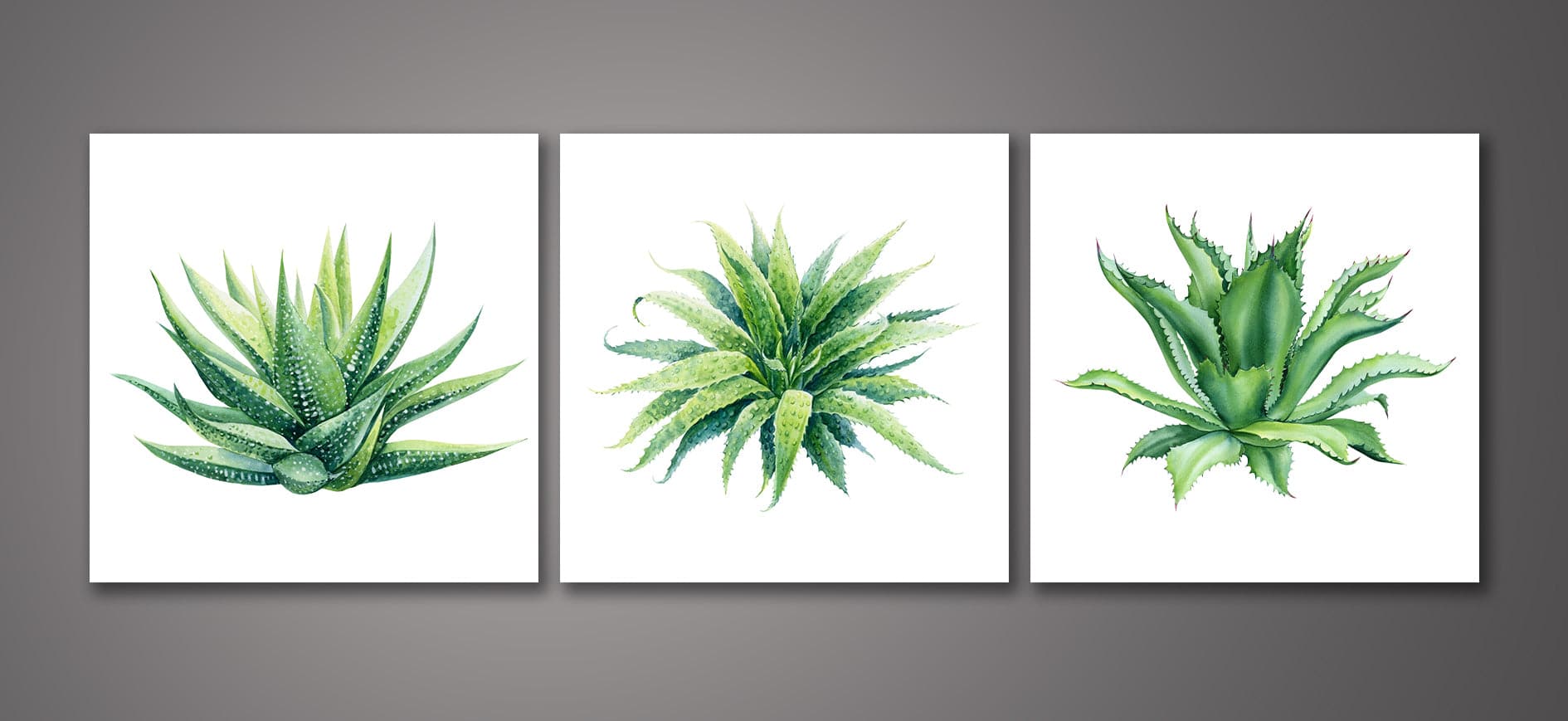 Pine Stretched  Framed 3 Panels - Succulents