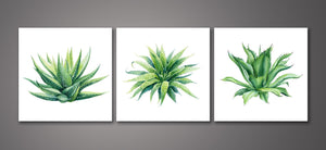 Pine Stretched  Framed 3 Panels - Succulents