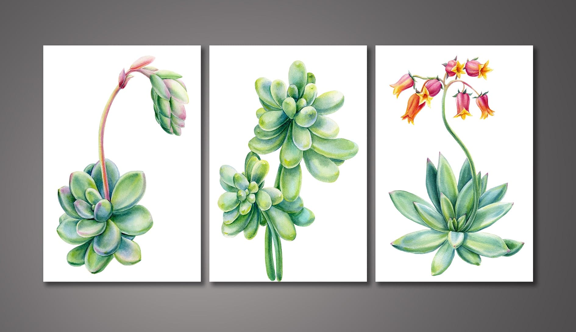 Pine Stretched  Framed 3 Panels - Succulents