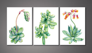 Pine Stretched  Framed 3 Panels - Succulents