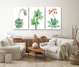 Framed 3 Panels - Succulents