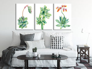Pine Stretched  Framed 3 Panels - Succulents