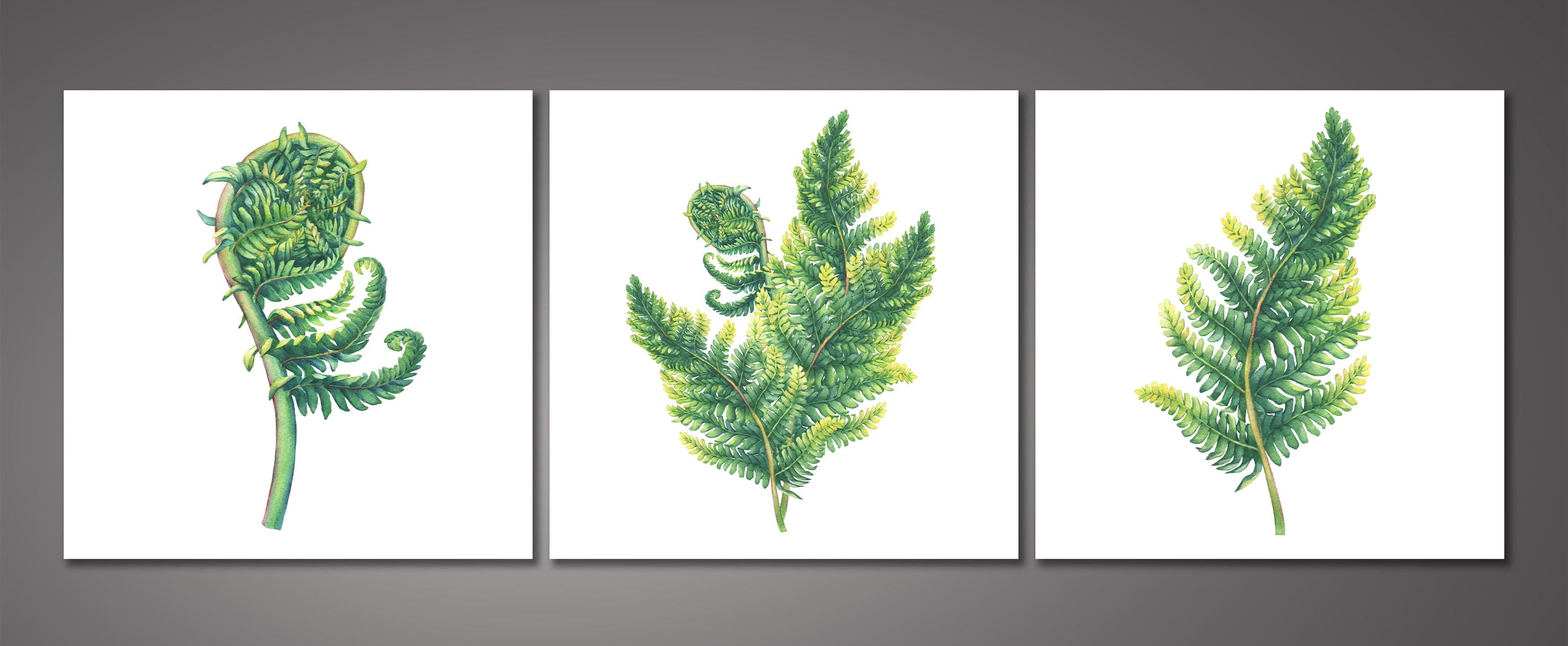 Framed 3 Panels - Ferns