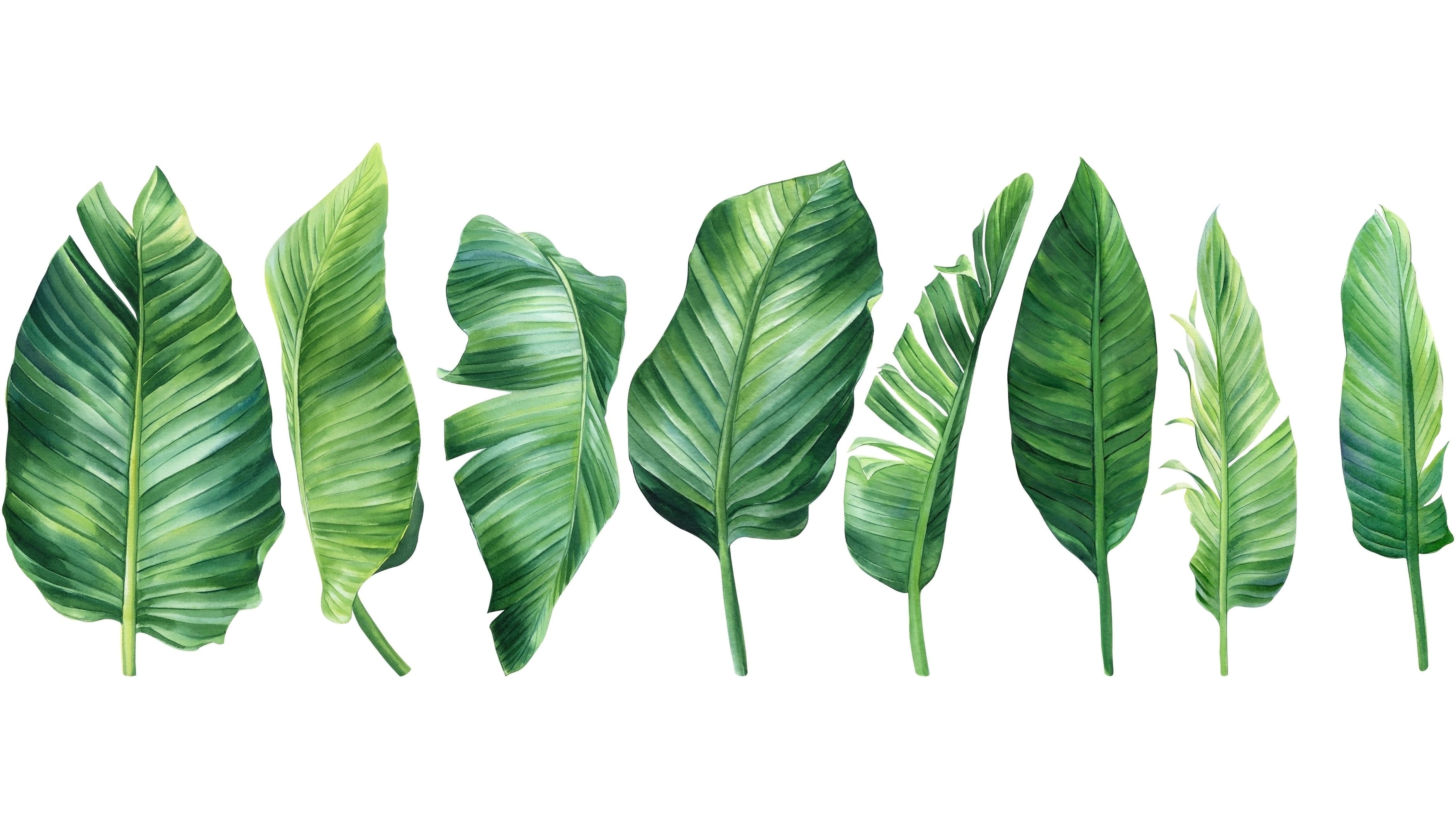 Framed 1 Panel - Palm Leaves