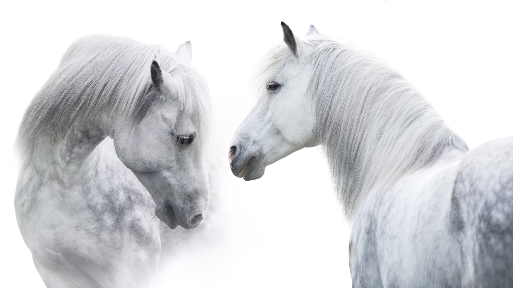 Pine Stretched  Framed 1 Panel - White Horses