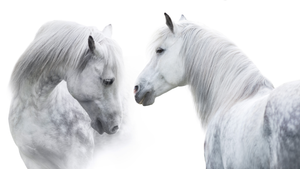 Pine Stretched  Framed 1 Panel - White Horses