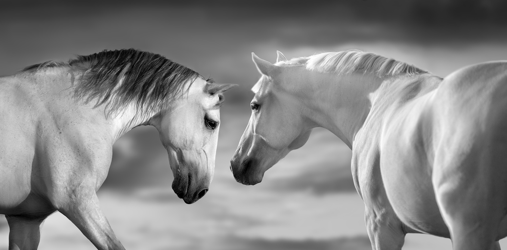 Framed 1 Panel - Whites Horses