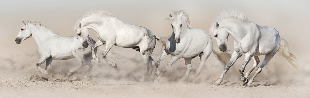Pine Stretched  Framed 1 Panel - White Horse Herd Run