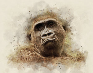 Pine Stretched  Framed 1 Panel - Gorilla