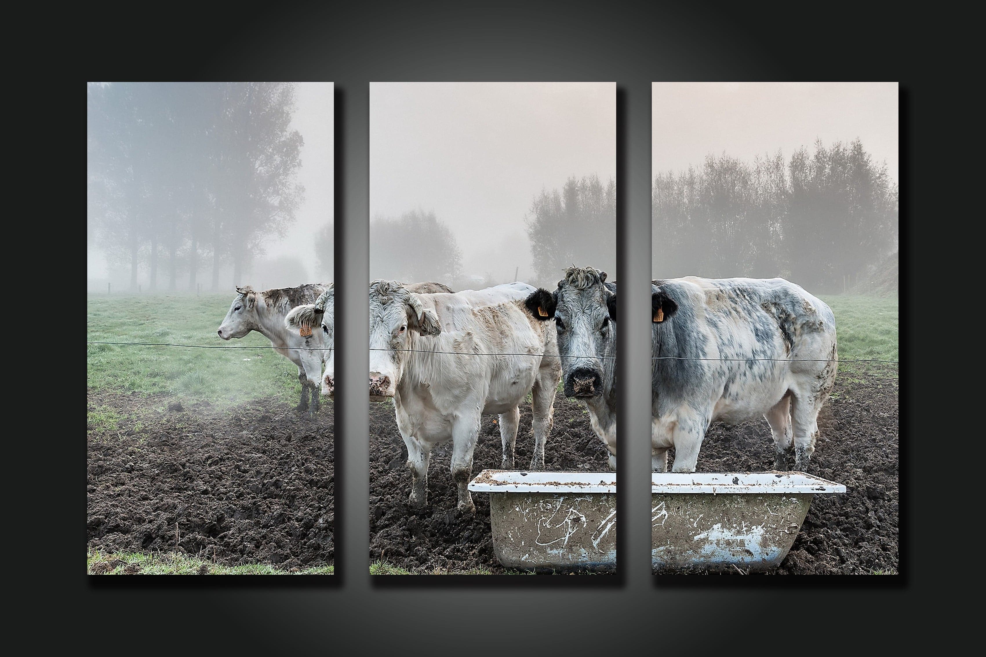 Pine Stretched  Framed 3 Panels - Cows