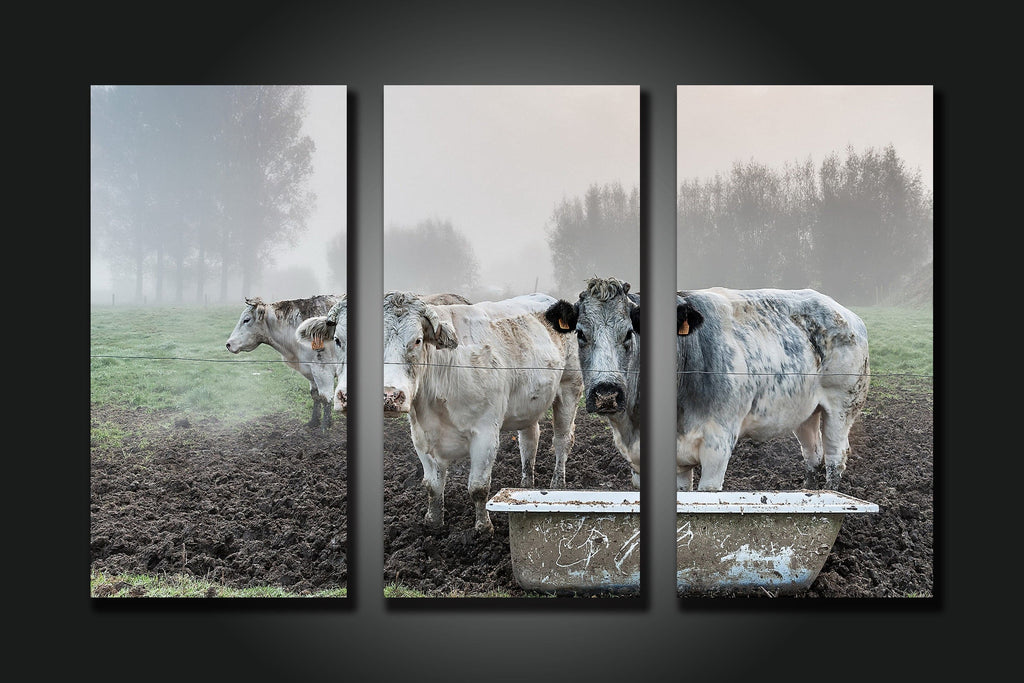 Pine Stretched  Framed 3 Panels - Cows