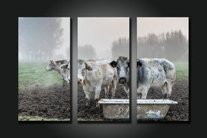 Pine Stretched  Framed 3 Panels - Cows