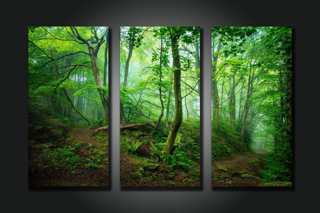 Framed 3 Panels - Forest