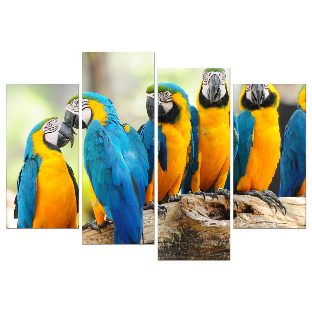 Framed 4 Panels - Parrots