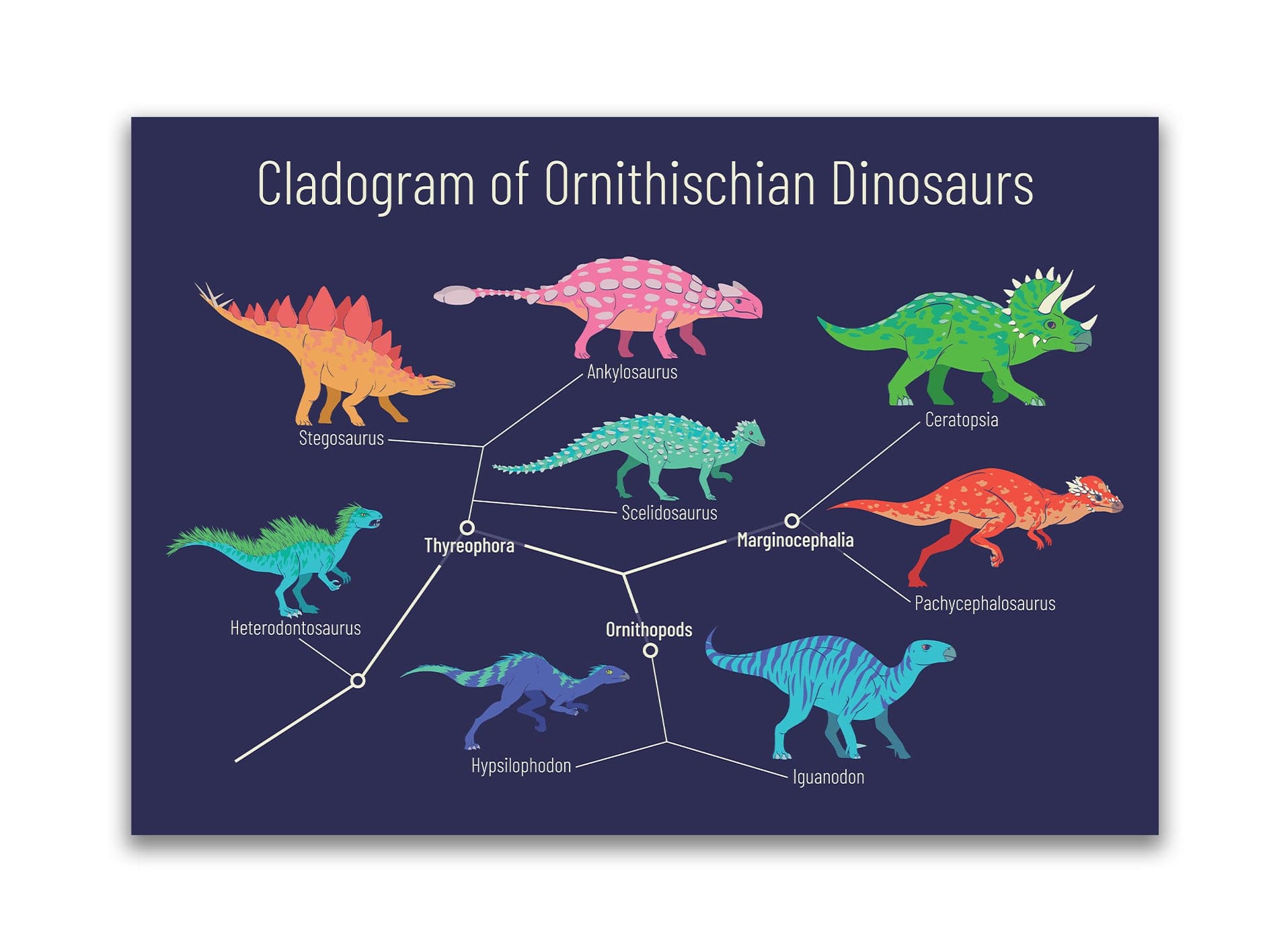 Framed 1 Panel  - Kids Room - Cladogram of ornithischian dinosaurs