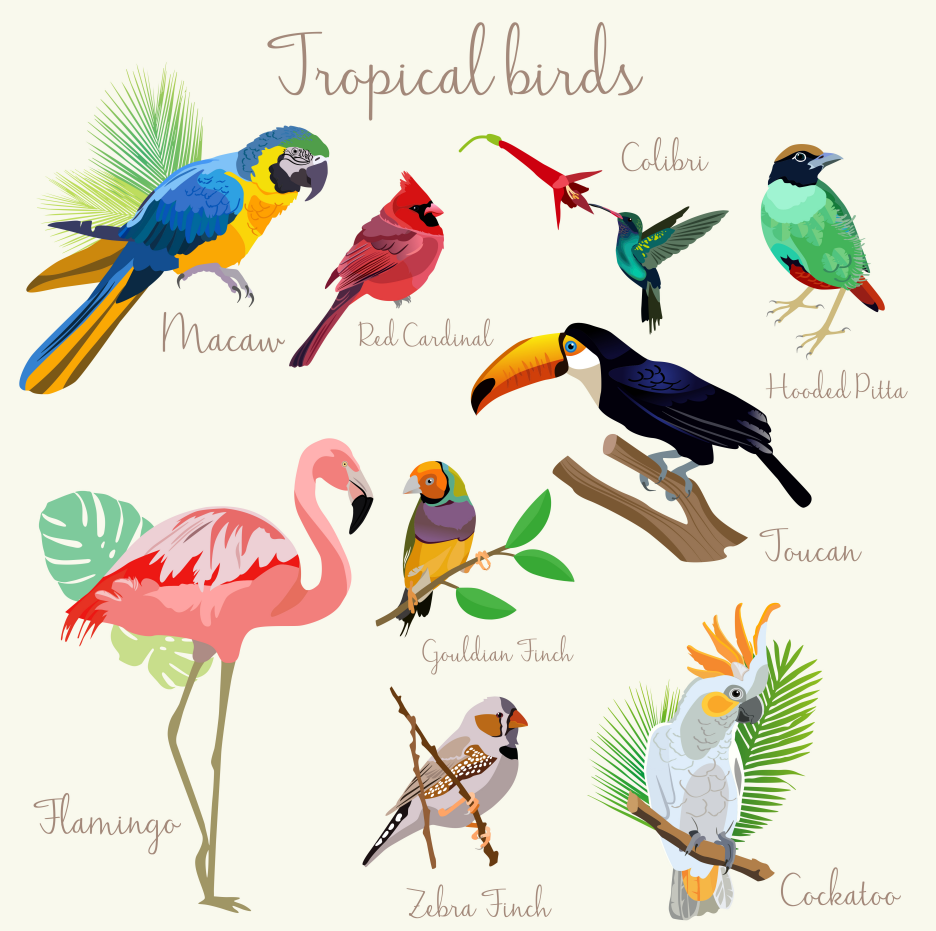 Framed 1 Panel - Kids Room - Tropical Birds