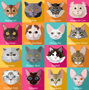 Pine Stretched  Framed 1 Panel - Kids Room - Popular Cats