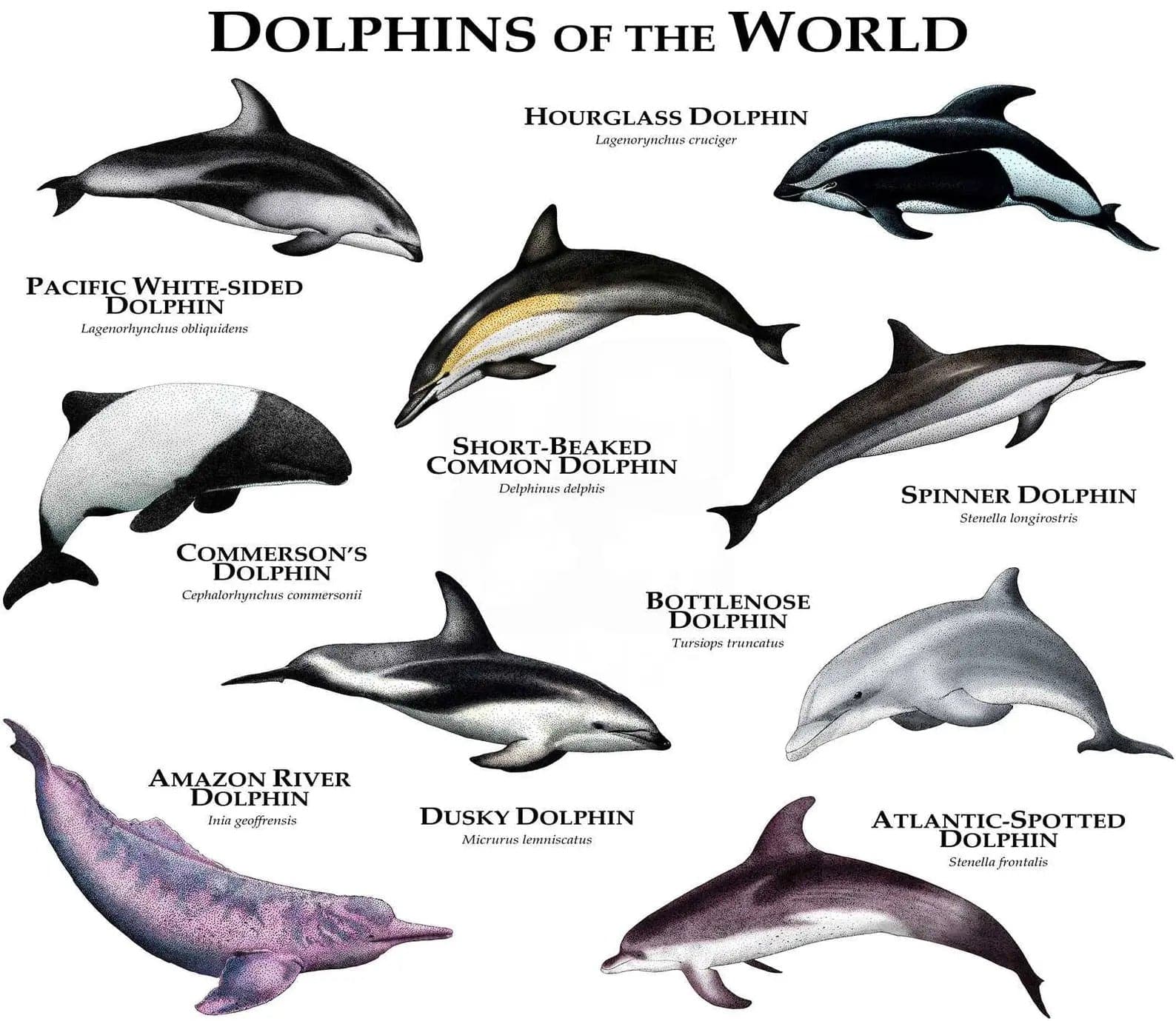 Pine Stretched  Framed 1 Panel - Kids Room - Dolphins of The World