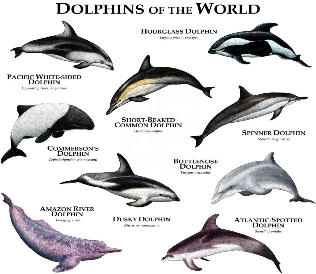 Pine Stretched  Framed 1 Panel - Kids Room - Dolphins of The World