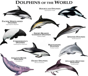 Pine Stretched  Framed 1 Panel - Kids Room - Dolphins of The World