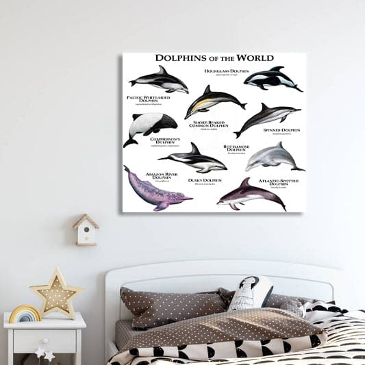Pine Stretched  Framed 1 Panel - Kids Room - Dolphins of The World