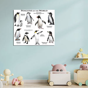 Framed 1 Panel - Kids Room - Penguins of The World