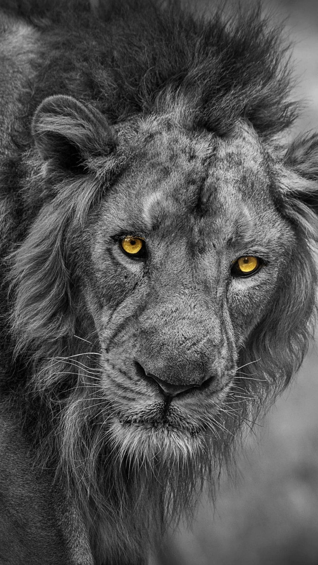 Pine Stretched  Framed 1 Panel - Lion