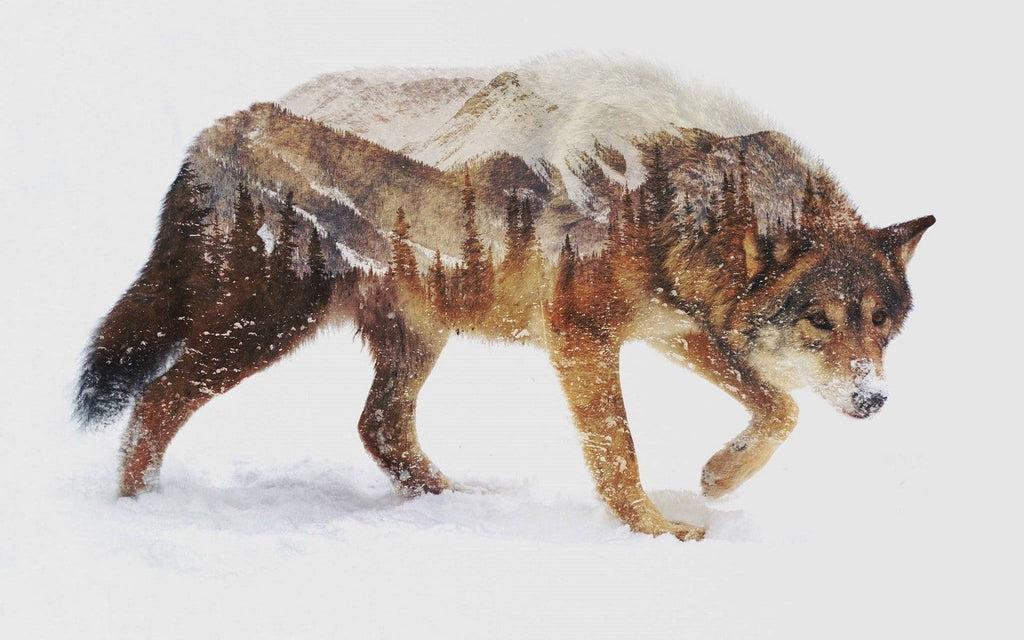 Pine Stretched  Framed 1 Panel - Wolf
