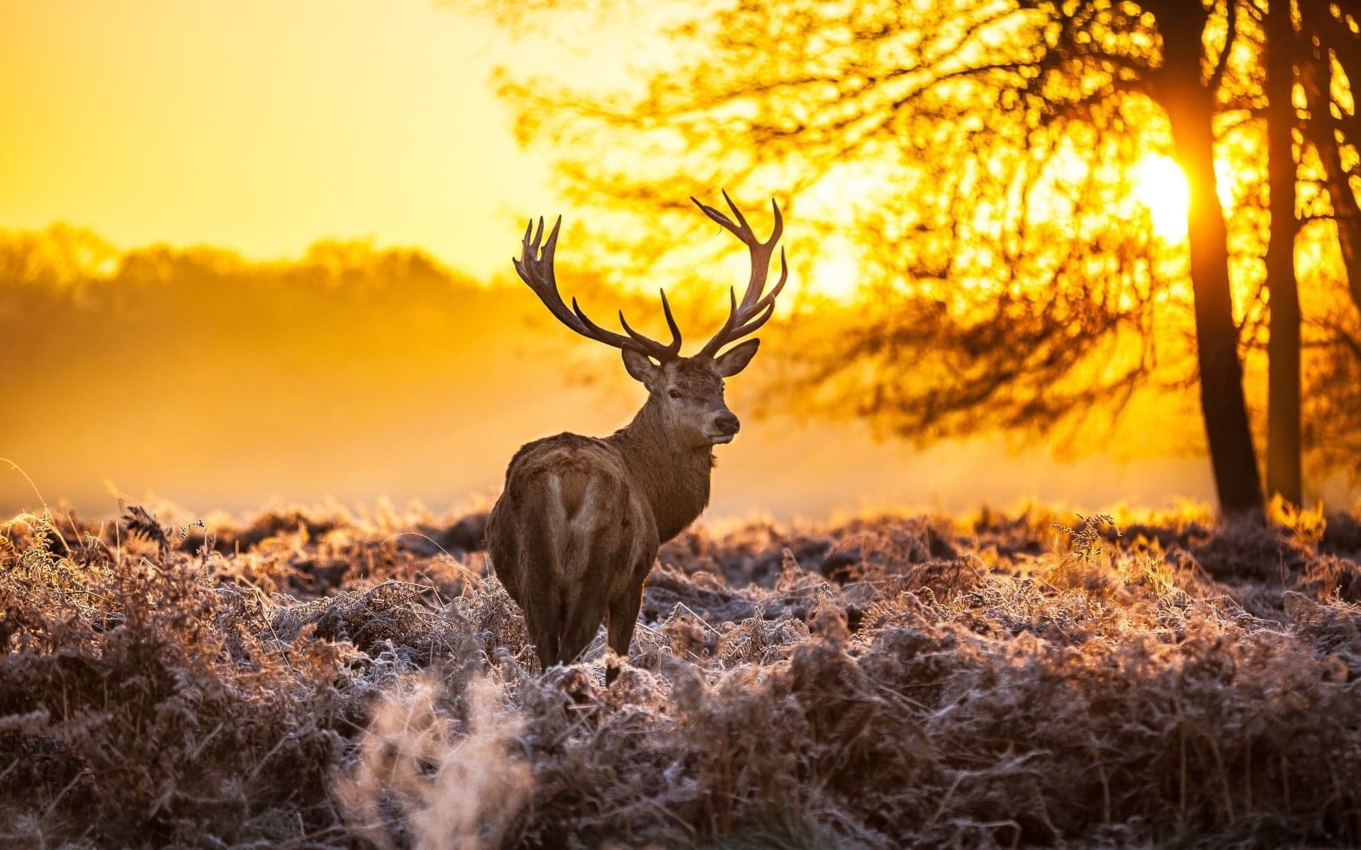 Framed 1 Panel - Deer